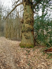 LIEUDIEU - BOIS DES GRILLERES-isere