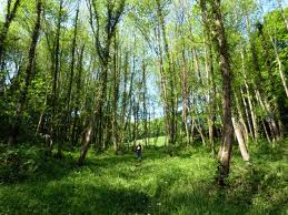 BOIS DE CESSIEU-isere