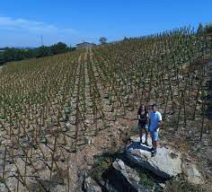 SEYSSUEL - BOUCLE DANS LES VIGNES DE SEYSSUEL-isere