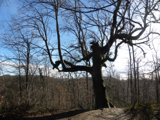 SAINT-VICTOR-DE-CESSIEU (2)-isere