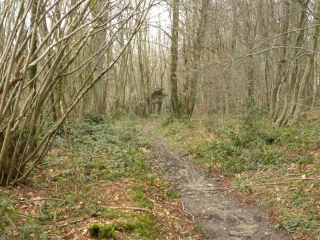 TORCHEFELON (1)-isere