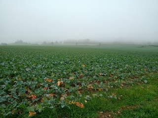 SAINT-ALBAN-DE-ROCHE - PAR LE LOUP-isere
