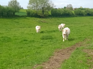 SUCCIEU - PAR LE MOULIN-isere