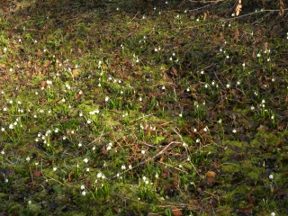 ST DIDIER DE BIZONNES-isere