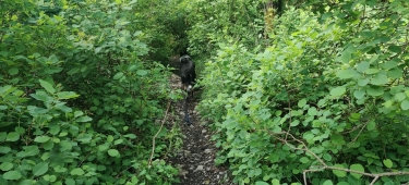 MAQUIS DANS MANIVAL-isere