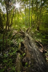 TORCHEFELON (2)-isere