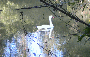 AU BORD DU RHONE-isere