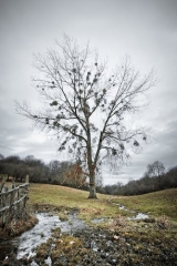 LES EPARRES (2)-isere