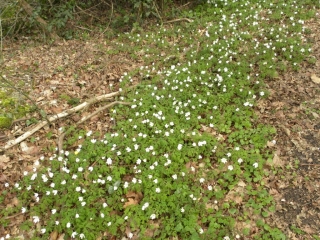 CORBELIN - TOUR DES QUATRE CROIX-isere