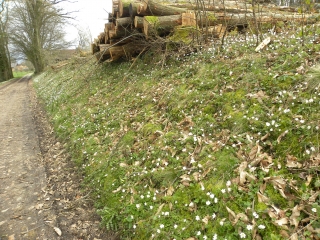 SALAGNON - NORD-OUEST-isere