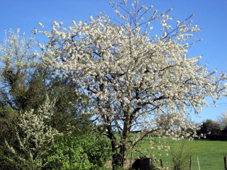 VILLETTE-D ANTHON (2)-isere