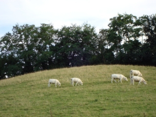 CORBELIN - AVENIERES - TOUR DES MARAIS -isere