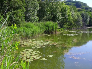 SAINT- JEAN-DE-BOURNAY - ETANG DE MONTJOUX -isere