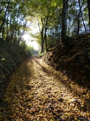 CHARANTONNAY - SUD-isere
