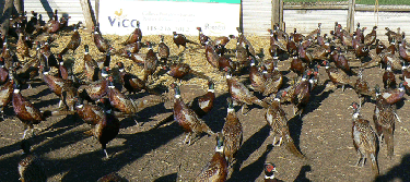 SAINT-ANDRE-LE-GAZ-isere