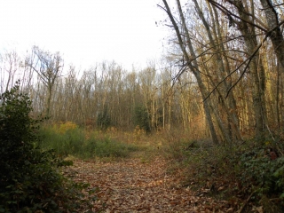 SAINT-CASSIEN - BOCAGE DU BESSAY-isere