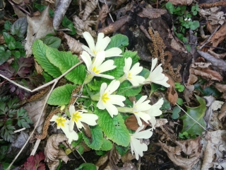 VILLEMOIRIEU - CHATEAUX-DONJON-isere