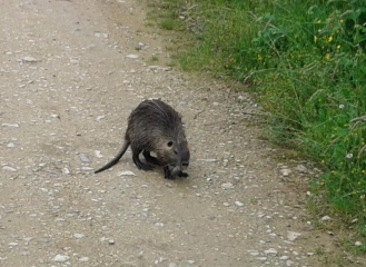 SAINTE-BAUDILLE-DE-LA-TOUR - LE GRAND TOUR-isere