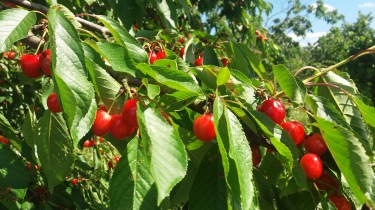 LES VERGERS D ASSIEU-isere