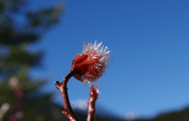 ERMITAGE D ESPARRON-isere