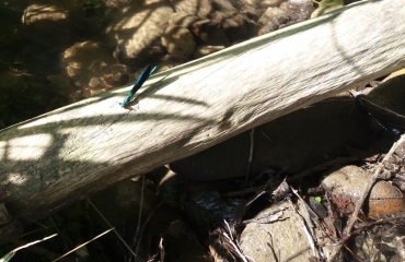 SAINT-ROMAIN-DE-SURIEU-isere