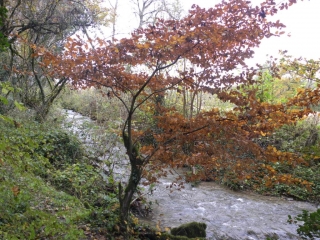 CHARETTE - CYPRES CHAUVE-isere