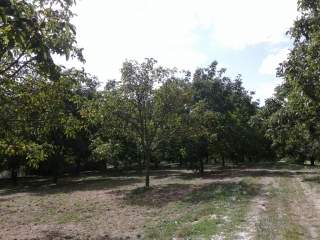 SAINT ANTOINE L ABBAYE - VOIE DES ANTONINS-isere