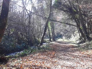 CREMIEU - ETANG DE DIZIMIEU-isere
