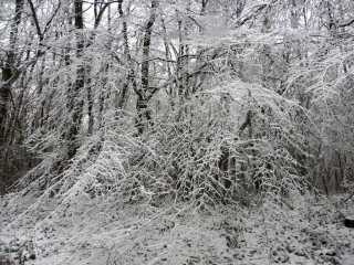FLACHERE - FORET DU ROI-isere