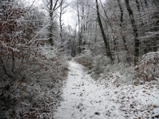 FLACHERE - FORET DU ROI-isere