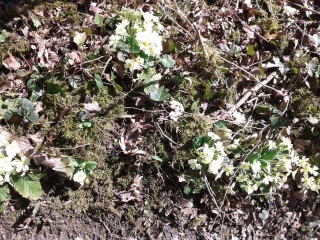 LA BALME LES GROTTES - TOIT DES GROTTES-isere