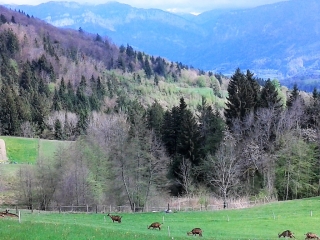 SAINT-AUPRE - LES 2 VILLAGES - COL DU PILORI-isere