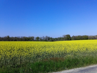MARNANS - ETANG DES MERMES-isere