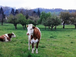 MONTFERRAT - CHEMIN DES VACHES-isere