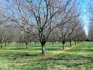 SAINT-ETIENNE-SAINT-GEOIRS - VIE DOUBLAY - ETANG DE CHANCLAU-isere