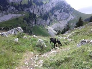 SAINT PIERRE D ENTREMONT - PETIT SOM-isere