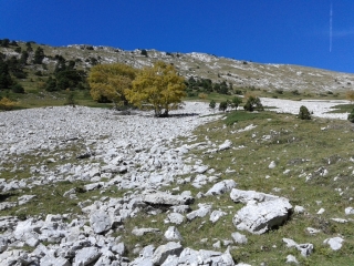 POMMIERS-DE-PLACETTE - GRANDE SURE-isere