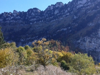 POMMIERS-DE-PLACETTE - GRANDE SURE-isere