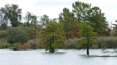 FORET DE CYPRES CHAUVES-isere