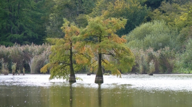 FORET DE CYPRES CHAUVES-isere