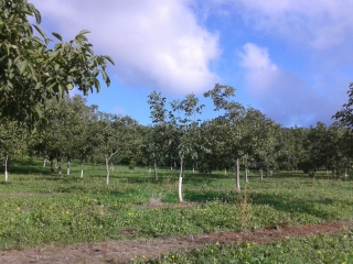 VINAY - LE VEZY-isere