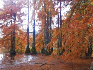 SAINT-BAUDILLE-DE-LA-TOUR - AU FIL DE L EAU-isere