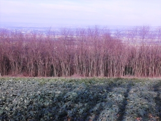 LENTIOL - TOUR DE LA VALLEE DE REGRIMAY-isere