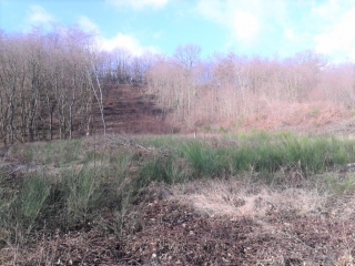 MARCILLOLES - BOIS DES BURETTES-isere
