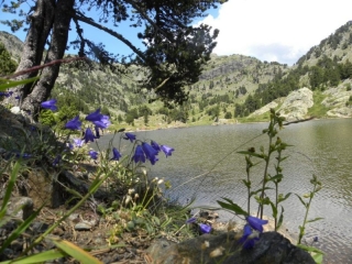 LAC ACHARD (2)-isere