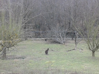 PAJAY - CIRCUIT DES WALLIBIES-isere