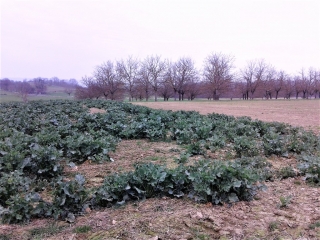 LA COTE-SAINT-ANDRE - CIRCUIT DU MAS DES LIGAUDIERES -isere