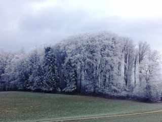 MERLAS - BOIS CARABOTIN-isere