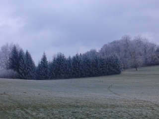 MERLAS - BOIS CARABOTIN-isere