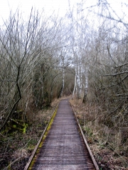 CHABONS - TOURBIERE LE GRAND LEMPS-isere